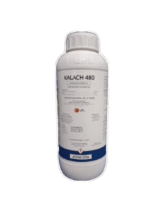 KALACH